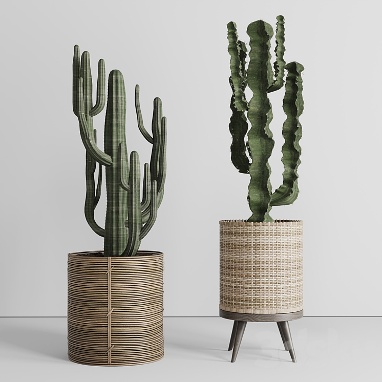 Cactus in basket 3DS Max - thumbnail 2