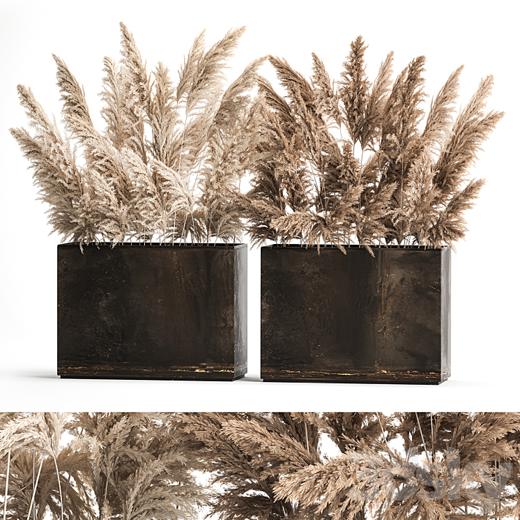 Dried flower bouquet of dried reeds in a rusty metal pot from pampas grass Cortaderia. 273. 3D Model