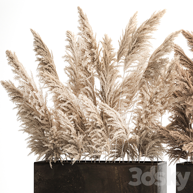 Dried flower bouquet of dried reeds in a rusty metal pot from pampas grass Cortaderia. 273. 3DS Max Model - thumbnail 2