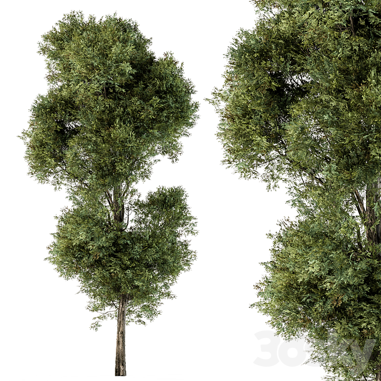 Tree Green Maple – Set 98 3D Model