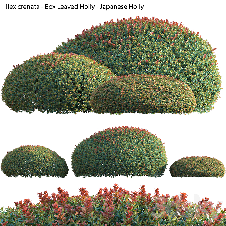 Ilex crenata – Box Leaved Holly – Japanese Holly – 02 3D Model