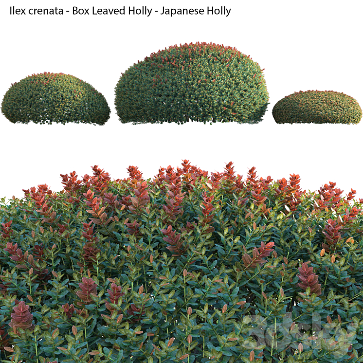 Ilex crenata – Box Leaved Holly – Japanese Holly – 02 3DS Max Model - thumbnail 2