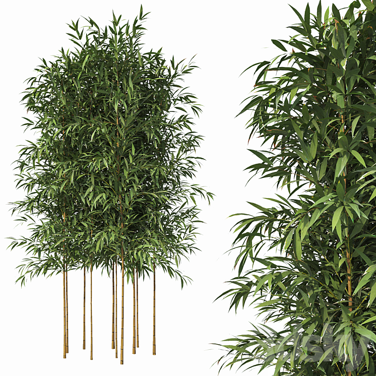 Bamboo 10 Models 3D Model