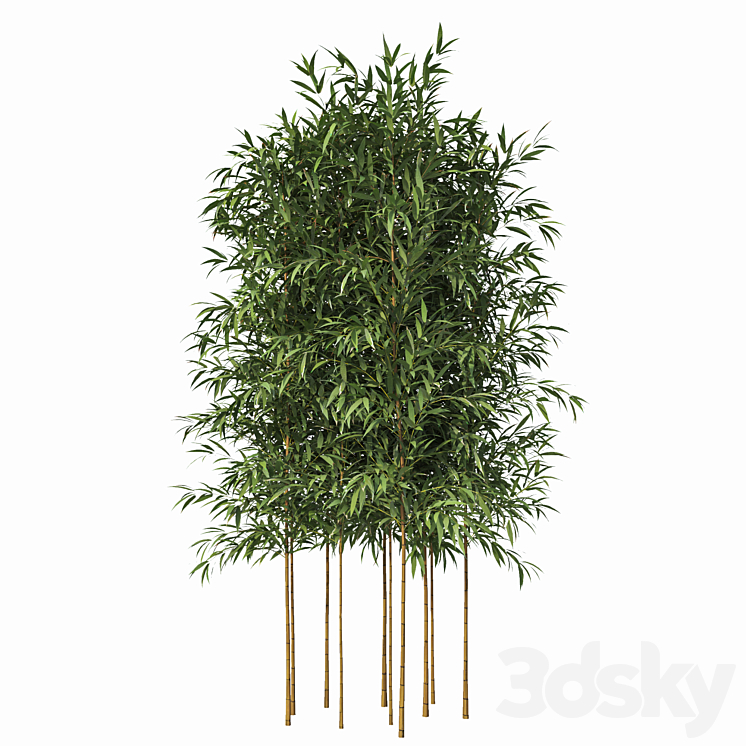 Bamboo 10 Models 3D Model Free