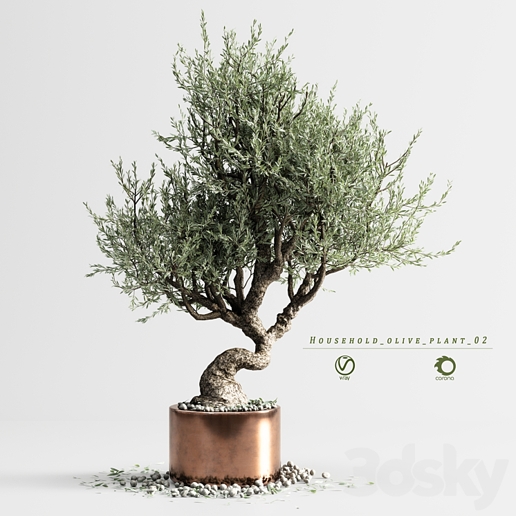 household olive plant 02 3DS Max Model - thumbnail 1
