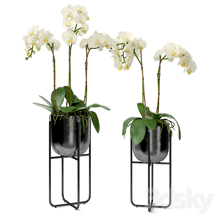 Orchid in a pot 3DS Max - thumbnail 1