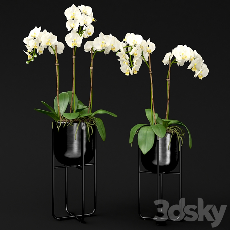 Orchid in a pot 3DS Max - thumbnail 2