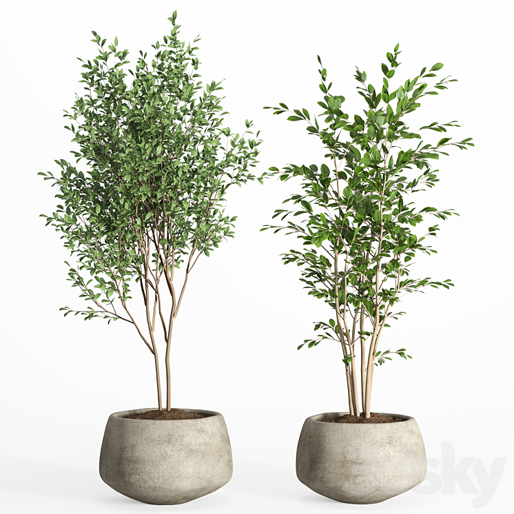 indoor plants in concrete pot-set 32 3DS Max Model - thumbnail 2