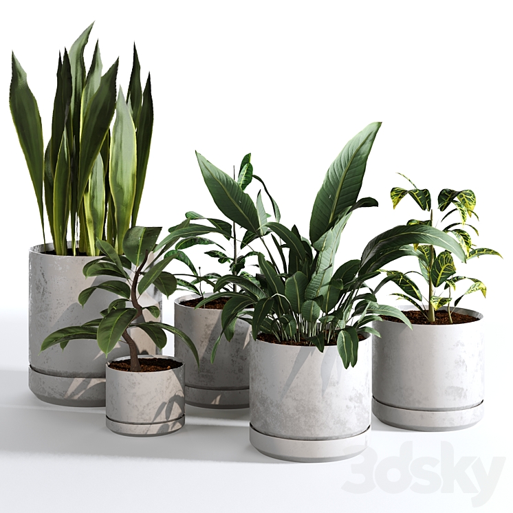 Indoor Plants Collection – Set 03 3DS Max - thumbnail 1