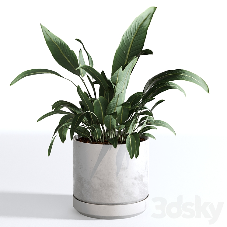 Indoor Plants Collection – Set 03 3DS Max - thumbnail 2