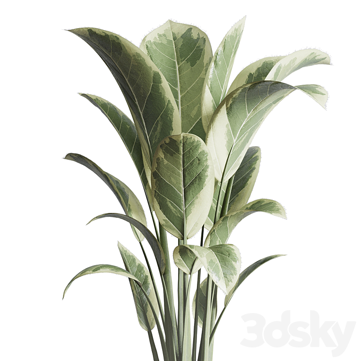 ficus elastica pot Indoor outdoor plant 296 concrete dirt vase 3D Model