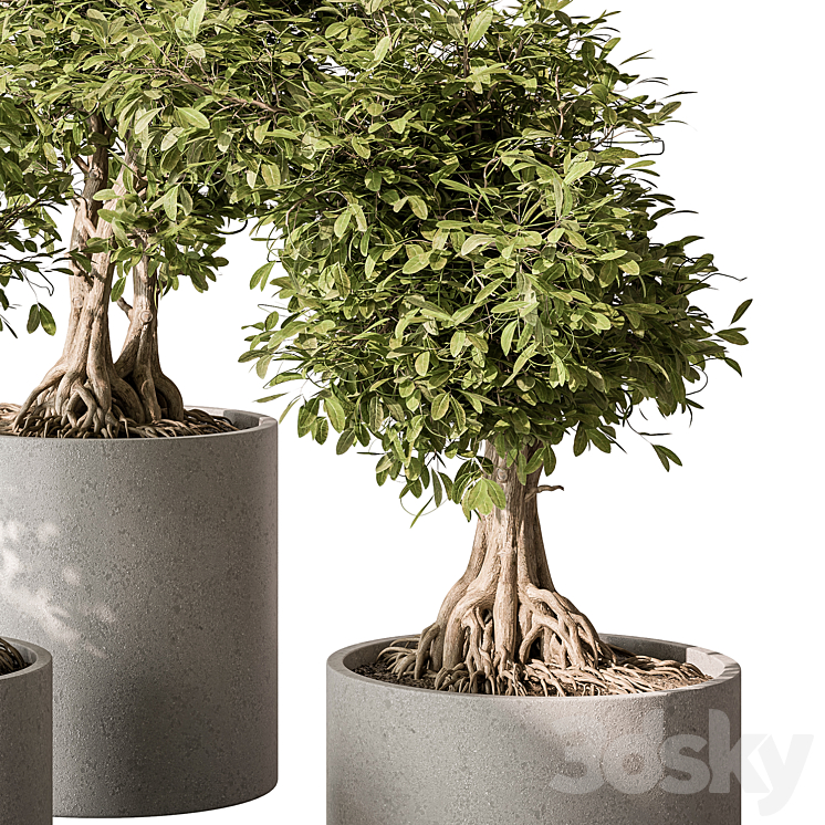 indoor Plant Set 440 – Bonsai 3DS Max - thumbnail 2