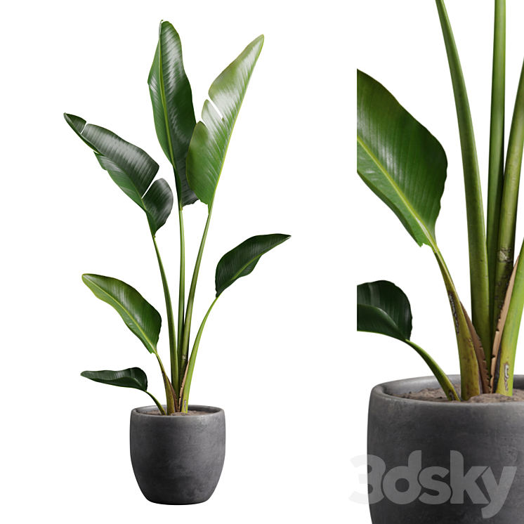 Strelitzia Nicolai in Pot 3D Model