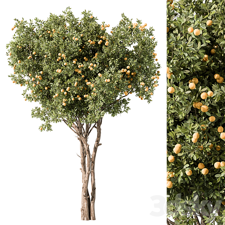 Lemon Tree Set 117 3D Model