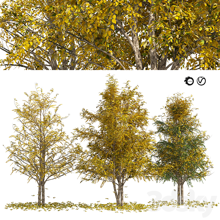 Fall Water birch Trees 3D Model