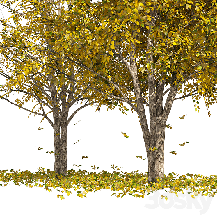 Fall Water birch Trees 3DS Max Model - thumbnail 2
