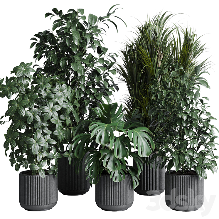 indoor plant set 308 pot palm ficus rubbery monstera concrete dirt vase
