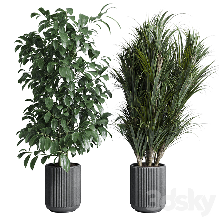 indoor plant set 308 pot palm ficus rubbery monstera concrete dirt vase 3DS Max