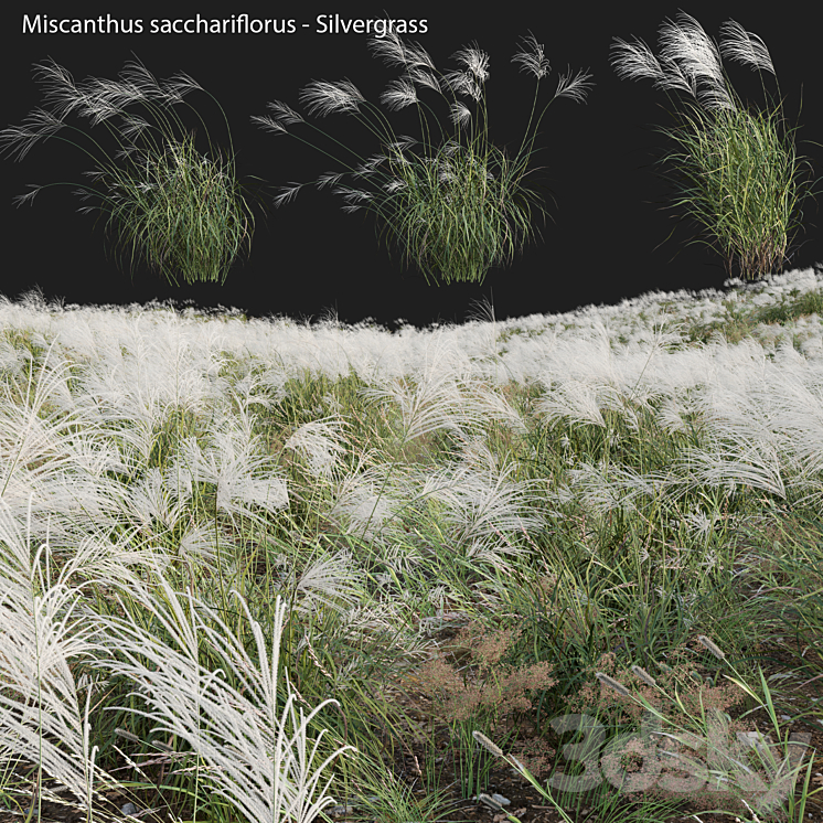 Miscanthus sacchariflorus – Silvergrass 03 3D Model