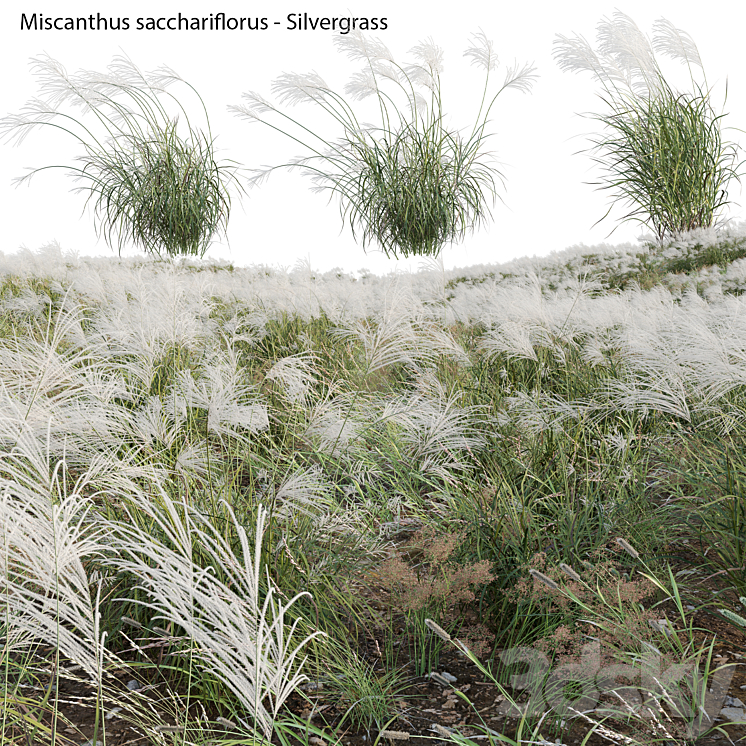 Miscanthus sacchariflorus - Silvergrass 03 3D Model Free