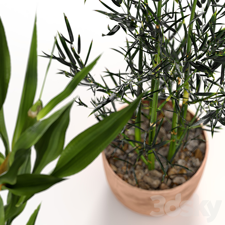 Bamboo Indoor Plant Set 3DS Max