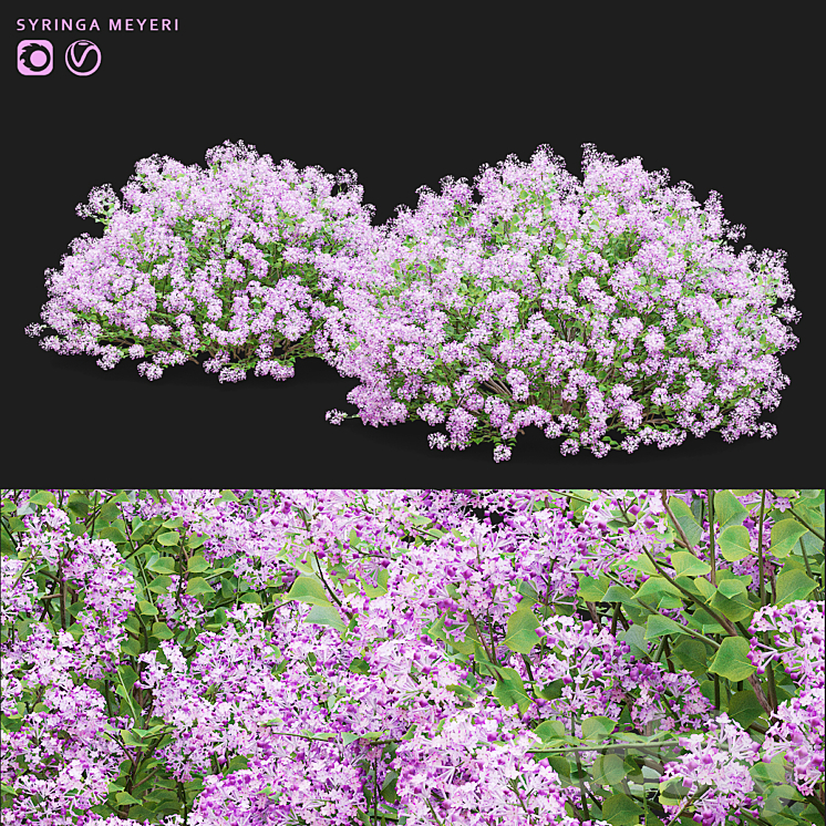 Mayers lilac bushes | Syringa meyeri 3D Model
