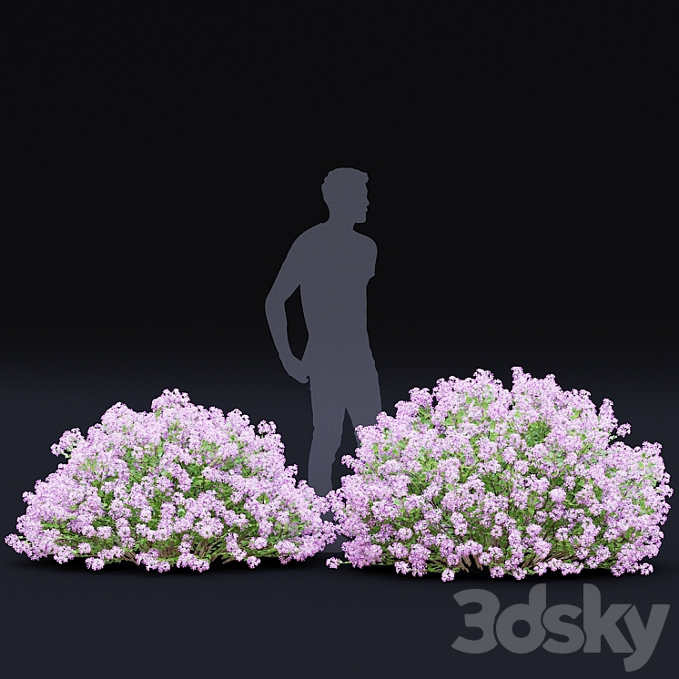 Mayers lilac bushes | Syringa meyeri 3DS Max Model - thumbnail 2
