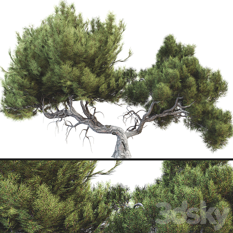 Tree 007 3D Model