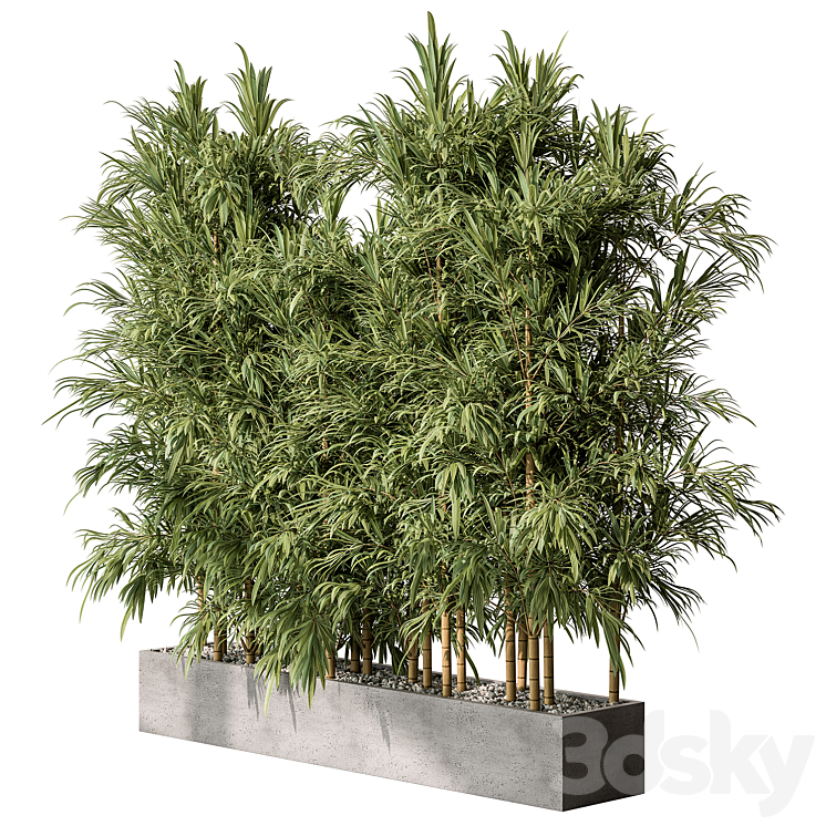 Bamboo Plants – Outdoor Plants 469 3D Model