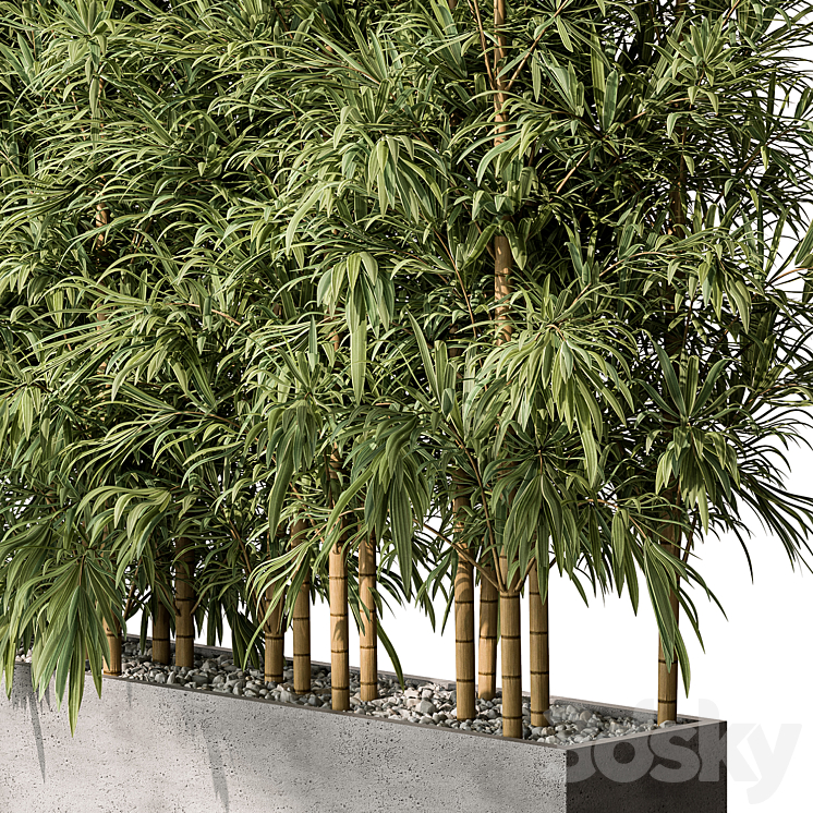 Bamboo Plants – Outdoor Plants 469 3DS Max Model - thumbnail 2