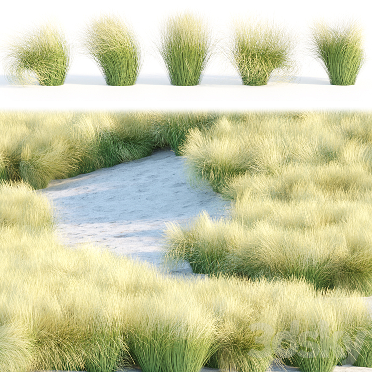 Maram Grass collection vol 155 3D Model
