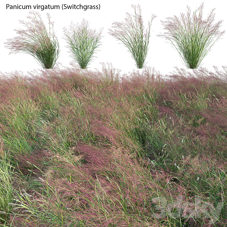 Panicum virgatum (Switchgrass) 3D Model