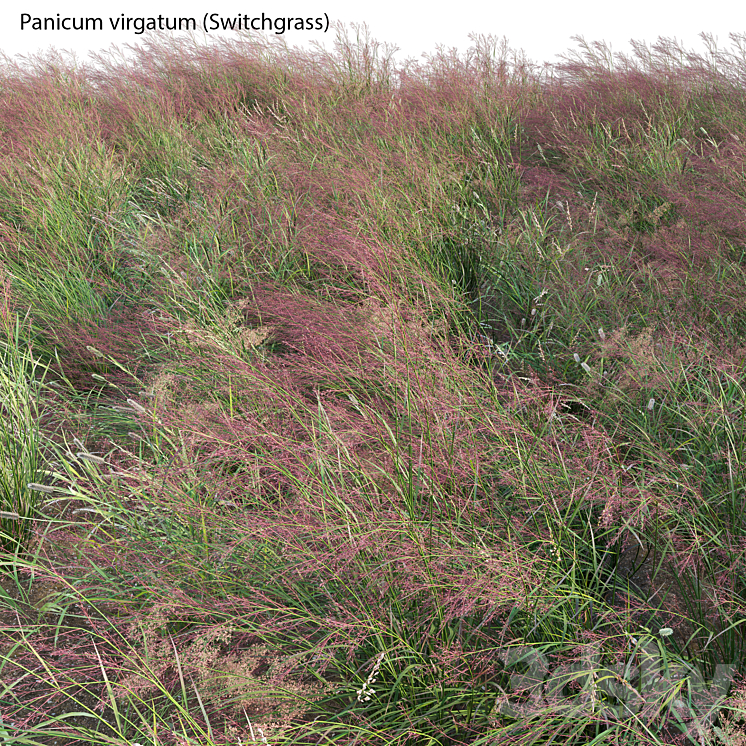 Panicum virgatum (Switchgrass) 3D Model Free