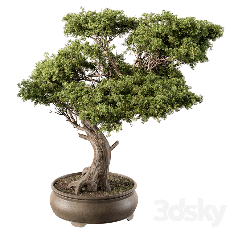 indoor Plant 451 – Bonsai Plant 3DS Max Model - thumbnail 1