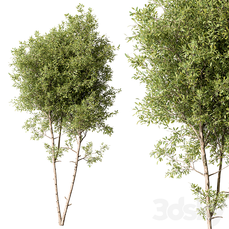 Tree Green Maple – Set 125 3D Model