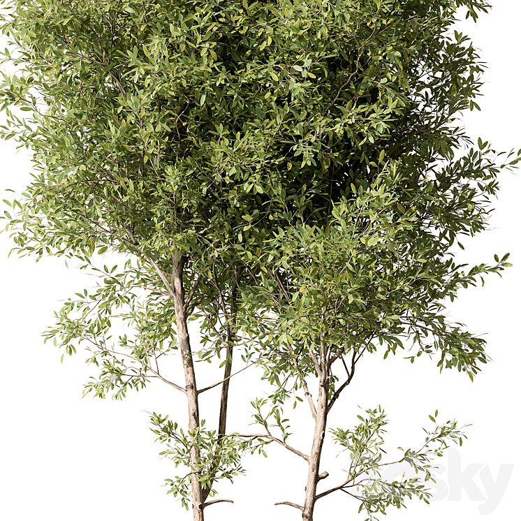 Tree Green Maple – Set 125 3DS Max Model - thumbnail 2