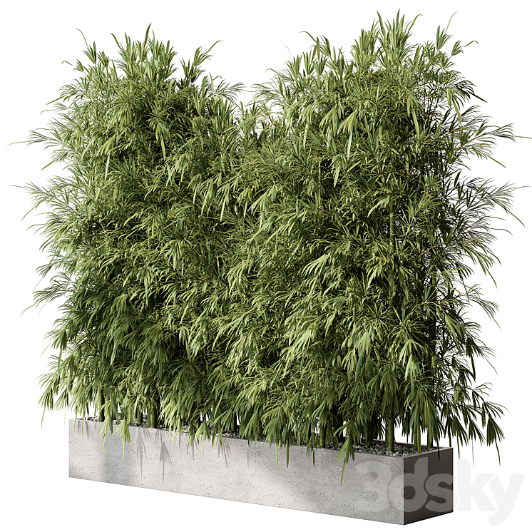 Bamboo Plants – Outdoor Plants 468 3D Model