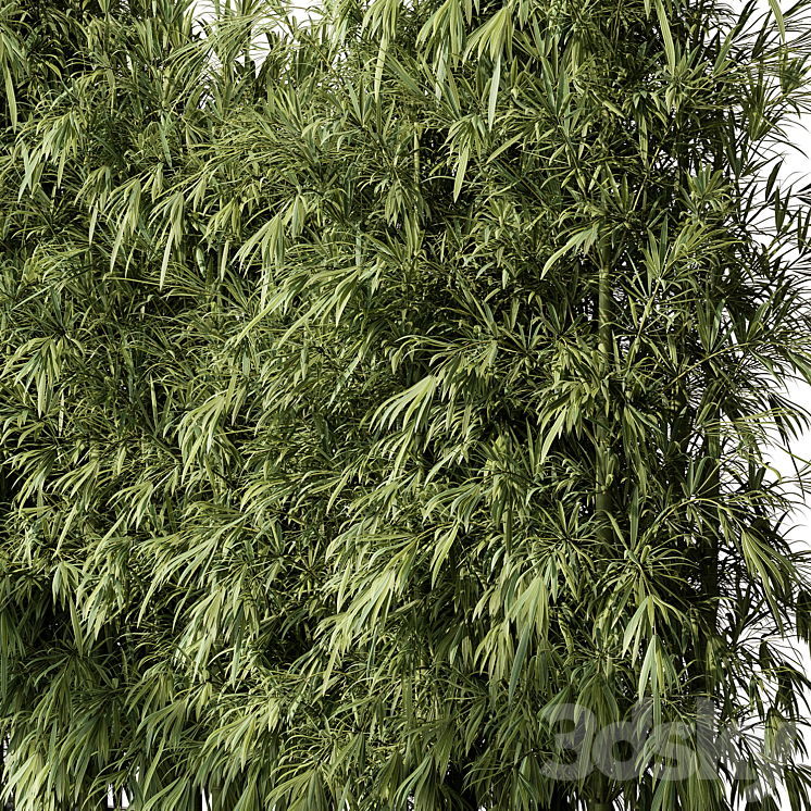Bamboo Plants – Outdoor Plants 468 3DS Max - thumbnail 2