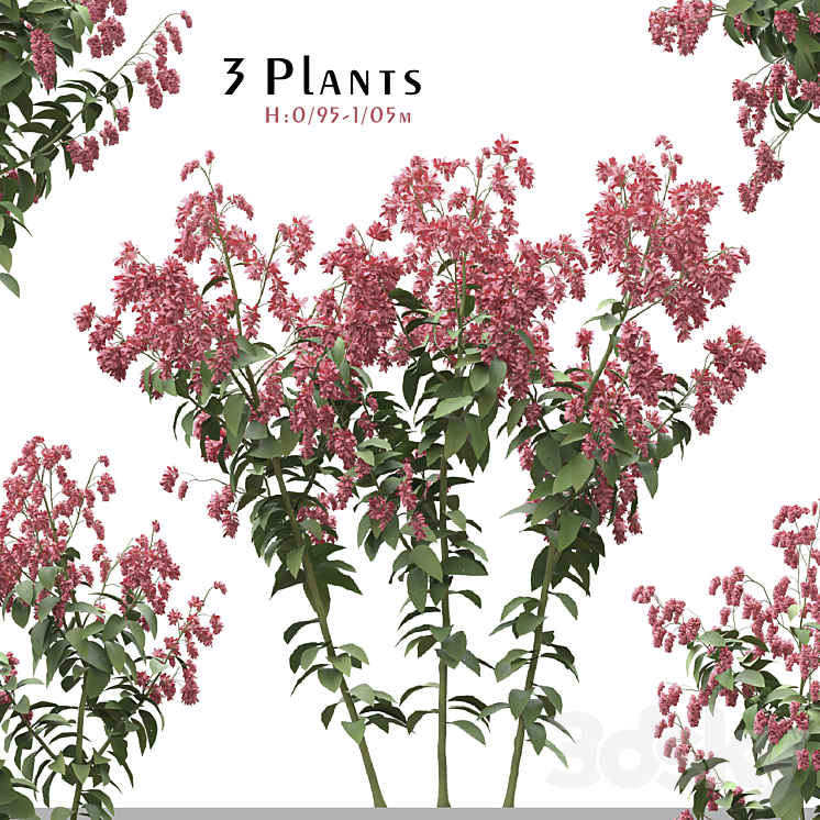 Set of Polygonum Orientale Plant ( Princes Feather ) ( 3 Plants ) 3D Model