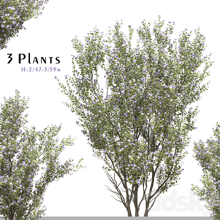 Set of Tibouchina Semidecandra Plant ( Princess flower ) ( 3 Plants ) 3D Model