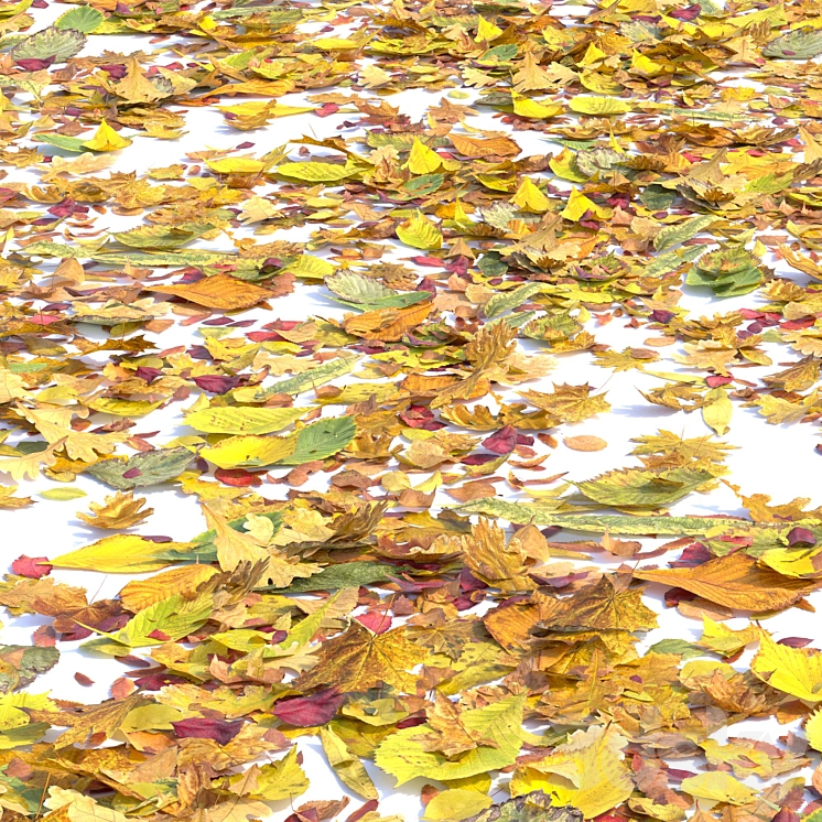 Autumn leaves. Set of dry leaves 3D Model