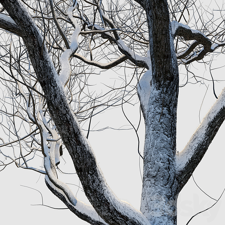 snow-covered trees 3DS Max