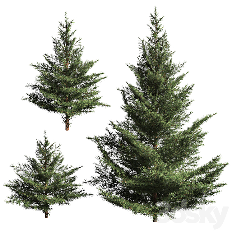 Collection of firs. 3 models 3D Model