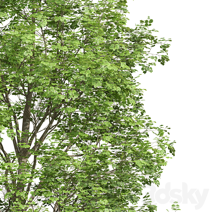 Fagus Sylvatica and Populus Tremuloides 3DS Max