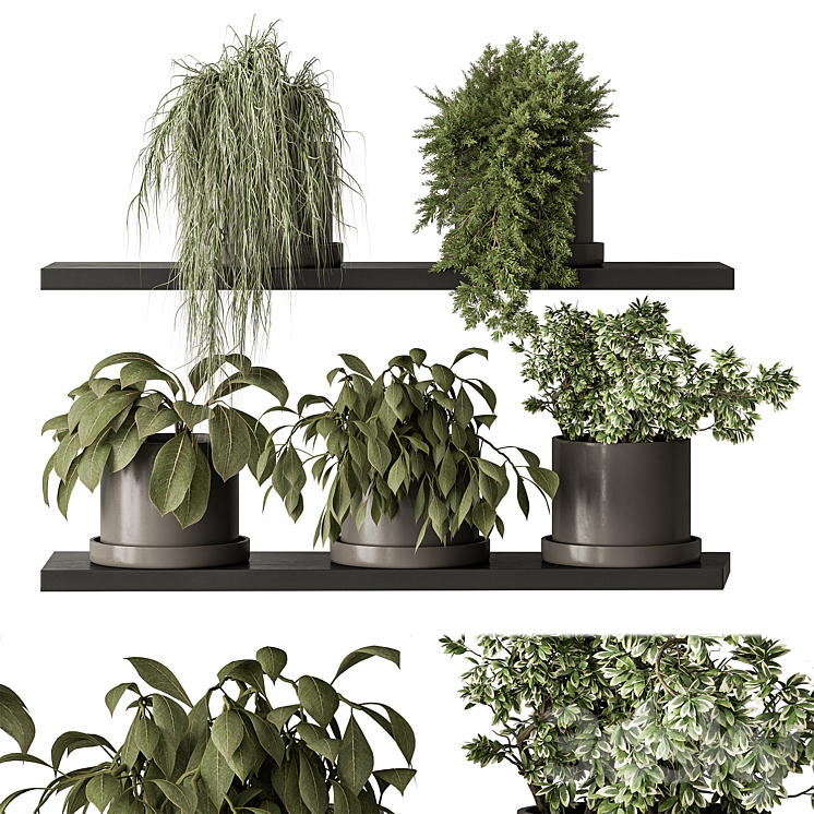 indoor Plant 466 – Small Plant pot 3D Model