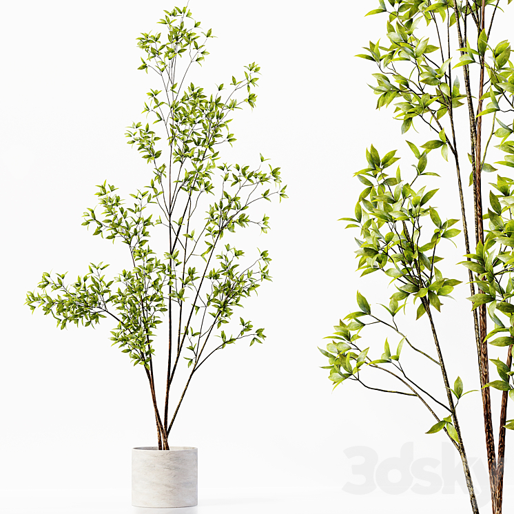 Collection Indoor Plants 033 3DS Max Model - thumbnail 2