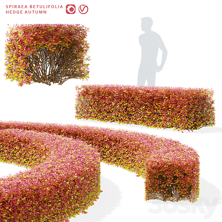 Spiraea birch-leaved hedge | Spiraea betulifolia autumn 3D Model