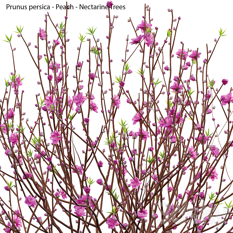 Prunus persica - Peach - Nectarine Trees - 04 3D Model Free