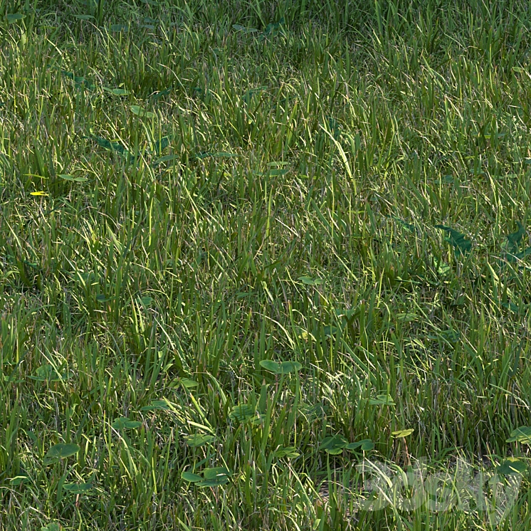 grass set04 3DS Max Model - thumbnail 2