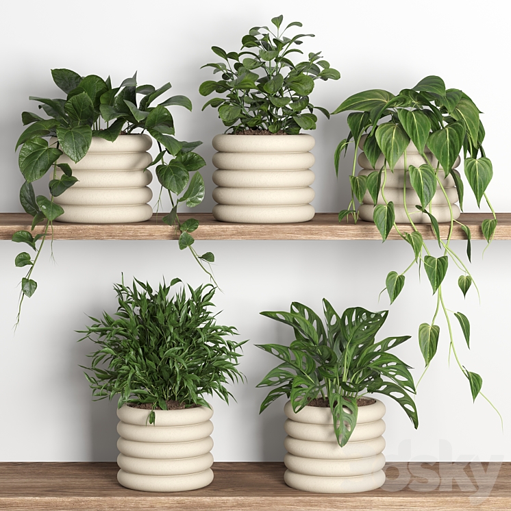 plants on shelf 06 3D Model